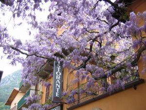 Il cortile dell'Albergo Ristorante Esposito ed il glicine secolare